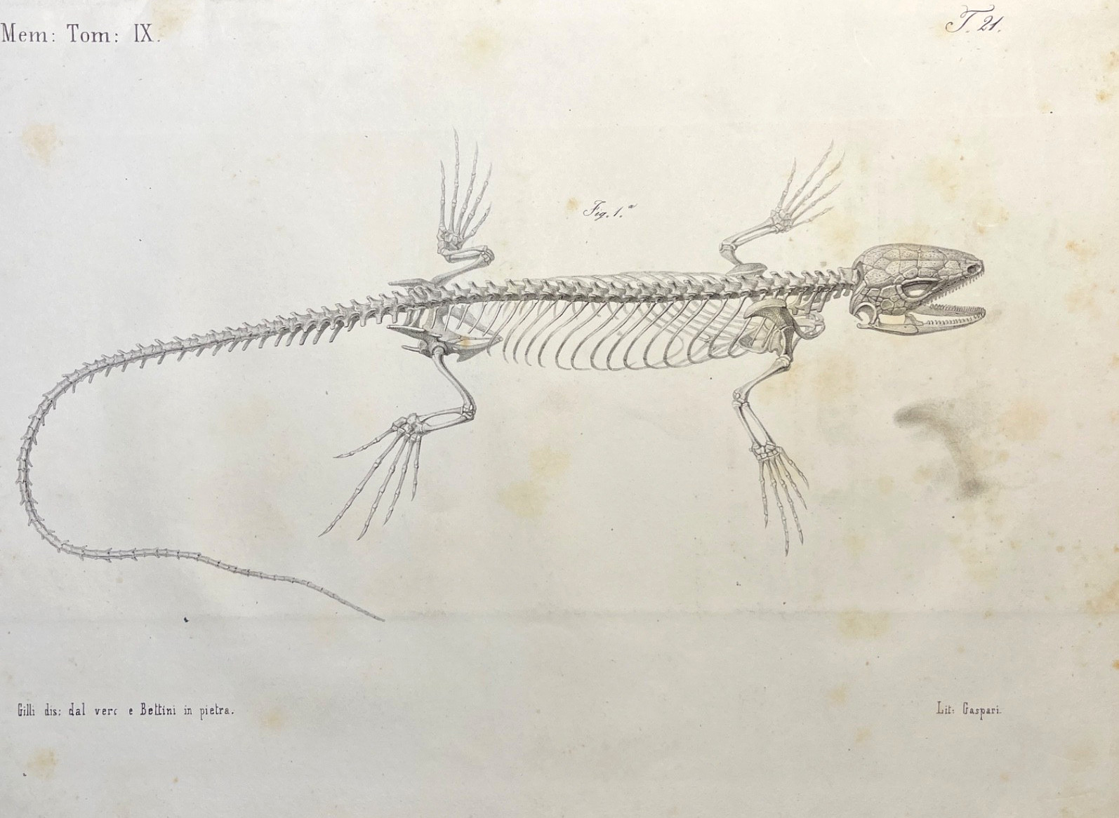 Lizard Skeleton Print 1800s Antique Zoological Illustration