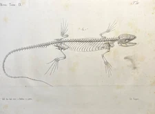 Lizard Skeleton Print 1800s Antique Zoological Illustration
