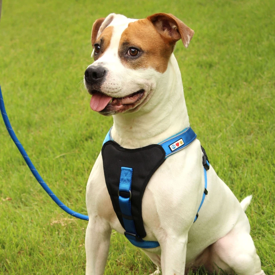 Dog Leash Rope Leash for Dogs Small Dog Leash & Large Dog Leash Reflective - Image 2 of 4