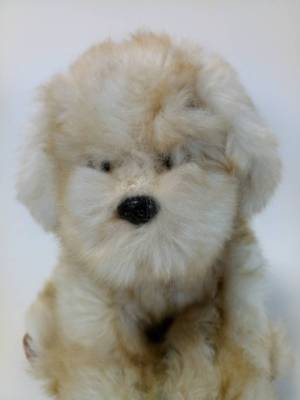 TY BEANIE BABIES Dog Plush Senna Kitamura JPN Exclusive | eBay