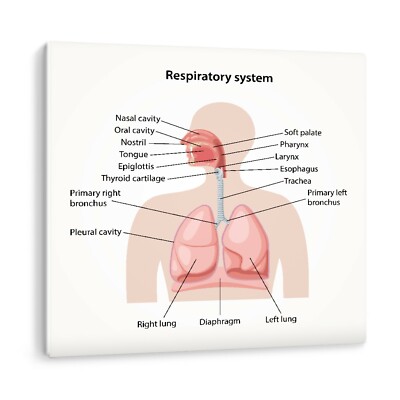 Human Respiratory System Structure Biology Framed Canvas Wall Art Picture Print