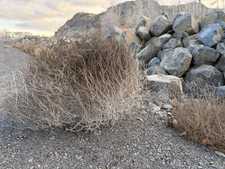 Tumbleweeds from Central Washington 18-30inches