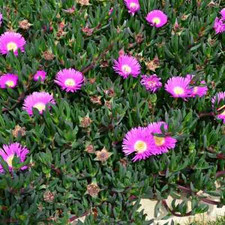 Succulent Plant Cuttings (Pig Face Plant) -Australian Native X 10 cuttings 