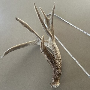 74” Self Standing Wild Whitetail Shed Antler Good Color Heavy Horn To All Tips