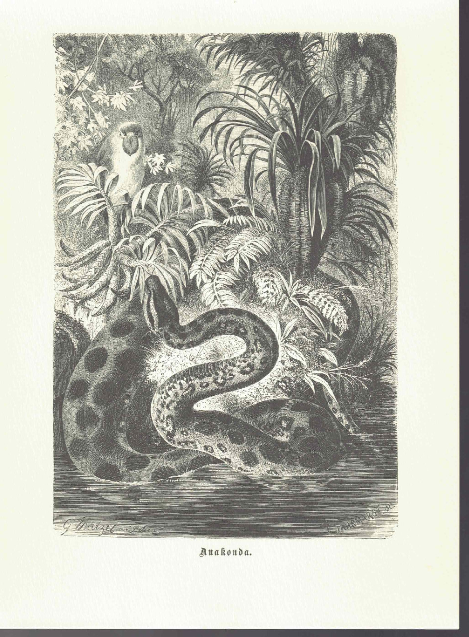 Anaconda - Alfred Brehm, pizarra de "Brehms Thierleben", reimpresión 1978