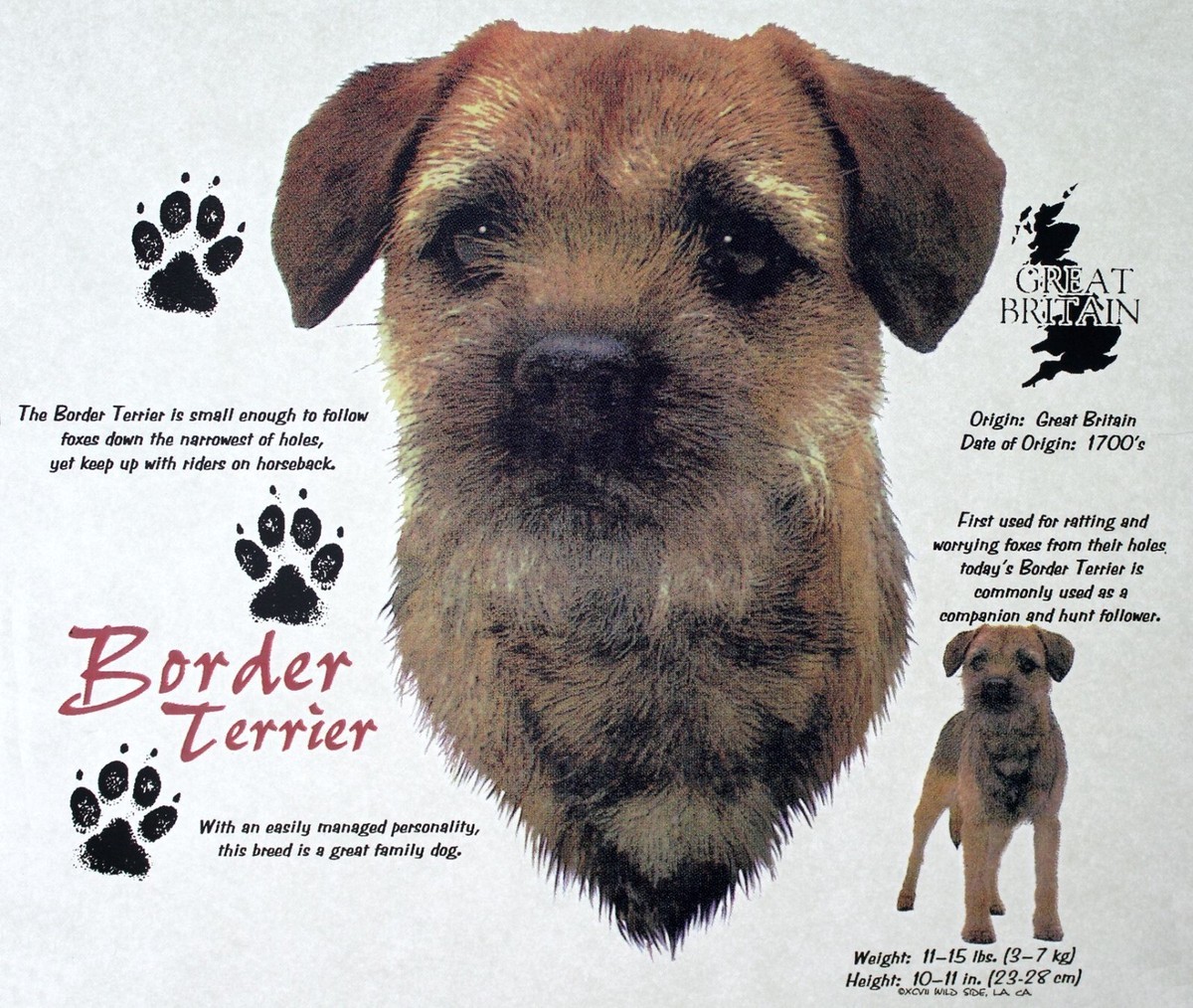 Terrier Temperament Older Border Terriers For Sale Terrier