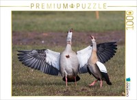 Calvendo Puzzle Courting Egyptian Geese | 1000 Pieces, Finished Size 25.2 × 18.9