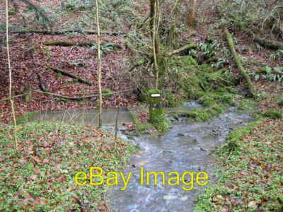 Spring in Slade Bottom St Briavels nach kürzlich starkem Regenwasser c2006