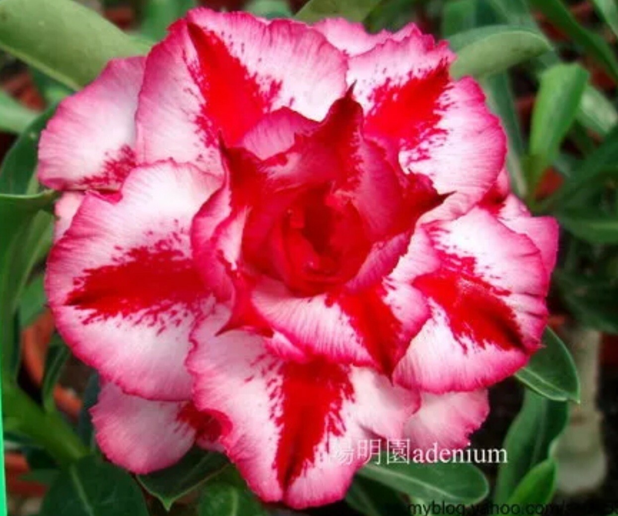 Adenium Obesum Desert Rose Seeds RARE "Wonder" 5 SEEDS NEW TO STORE😃 eBay