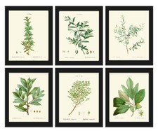 Vintage Herb and Botanical Wall Art Prints Set of 6