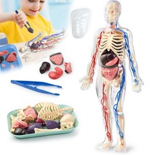 Menschlichen Körperskeletts 3D Modell Kinder...
