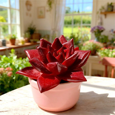 Rare Succulent 2.5" Bare Root Live Indoor plants Easy Care