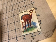 circa 1940's Original Vintage Paper on board Animal card 2x3 -- CHAMOIS