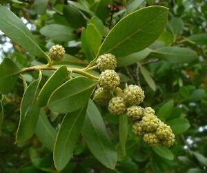 Green Buttonwood Conocarpus erectus Organic 50 Seeds (Free US Shipping) |  eBay