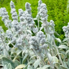Stachys Pure Cotton Real Outdoor White Hardy Outdoor Perennial Plant