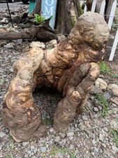 Large Unique Burl Wood Knot On pine For Wood Working, Fine Wood Projects, Crafts