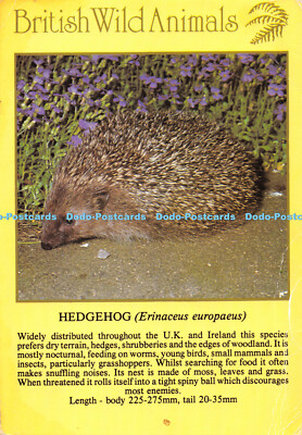 D062268 Britische Wildtiere. Igel. J. Arthur Dixon. P. Morris