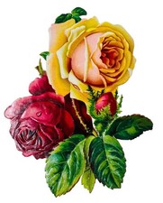 VICTORIAN EMBOSSED DIE-CUT SCRAP - CLUSTER OF ROSES 5" X 3-1/2"