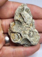 Educational Fossil Shell Genuine Freshwater Gastropods Isle of Wight Ref018