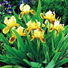 Iris Rhizome Plante vivace Fleurs Iris Iris nain Ritz 1 Pc.