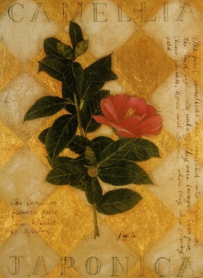 Pink Camelia Japonica Camelias Flower Flowers Floral Blank Note Card