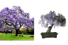 Paulownia Tomentosa