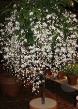 Clerodendrum Wallichii**Bridal Veil**SMALL STARTER PLANT**Stunning White Blooms!