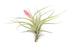 Tillandsia Stricta Aeranthos Hybrid Air Plants - Easy Care Indoor Outdoor