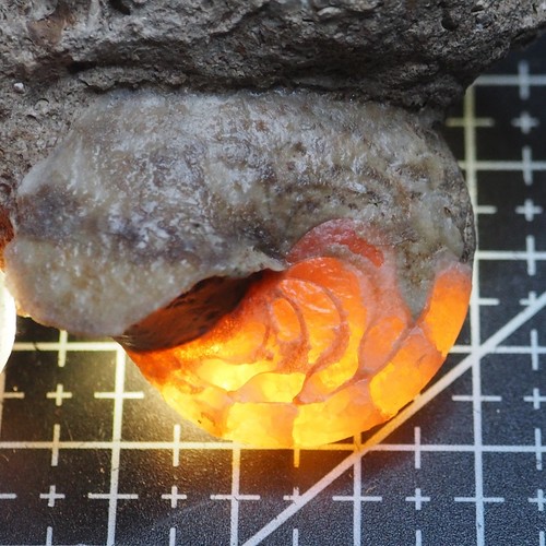 Aturia sp. Nautilus Ammonite Fossil Eocene lot Mollusk