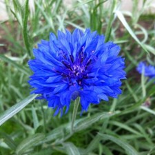 6x Cornflower Centaurea Cyanus 'Blue Boy' Plug Plants Flower -
