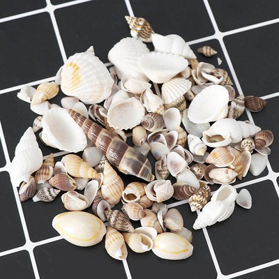 1 Pack Natural Shell Conch Aquarium Landscape Tiny Sea Shell Beach Decoration