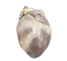 Pig Heart  Wet Specimen preserved Display Collectible Oddity Curiosity lab decor