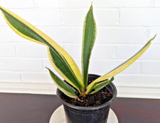 Snake Plant - Sansevieria Trifasciata "Black Gold"