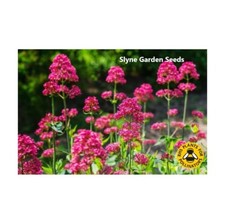 RED VALERIAN PERENNIAL BRITISH WILD FLOWER SEEDS Drought Tolerant