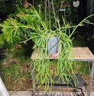 Rhipsalis species Plant in 5" Pot 16" Long 19" Wide 11" Tall Large — photo 2