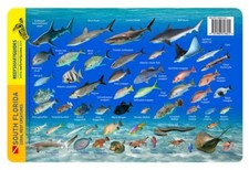 South Florida Coral Reef Creatures Reef Smart Waterproof Dive Card