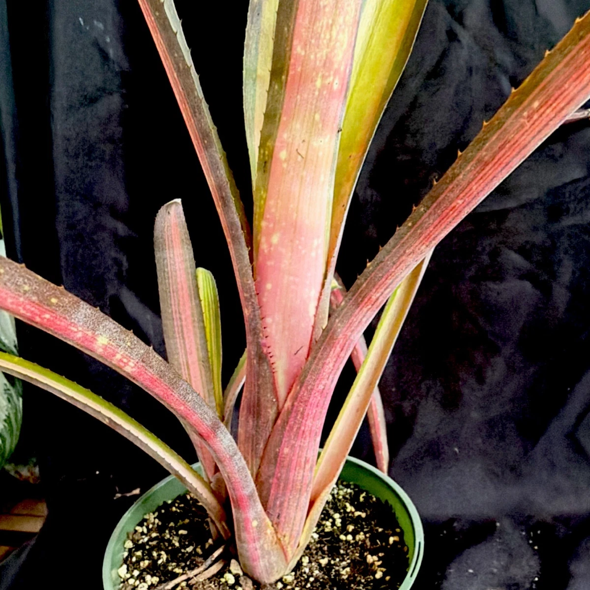 Billbergia for sale - eBay