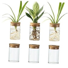 Glass Plant Propagation Station Set of 6, Modern Desktop Flower Vase for
