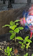 4" Tall Healthy Live Lemon Tree Plant