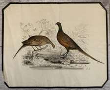 Inchiostro XIX Ritratto Animale Uccelli Pavo Quaglia Coq Fagiani Fattoria Con El