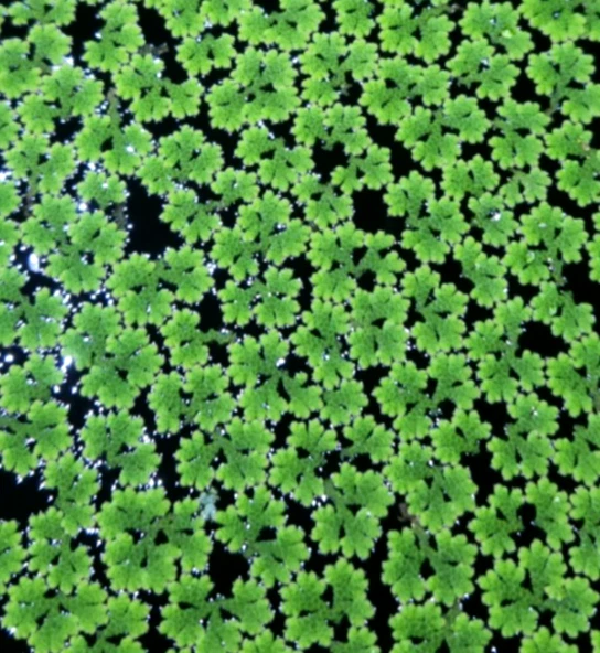 100+ Fairy Moss (Azolla filiculoides) - Aquatic Floating Freshwater Pond Plant - Image 4 of 4