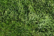 Premium Lawn Grass Seed Mix, Traditional Kentucky Bluegrass Blend, 1000 Sq. Feet