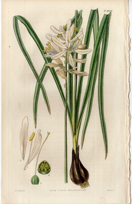 Curtis 1827 Antique botanical garden flower print: Esculent Squill #2774