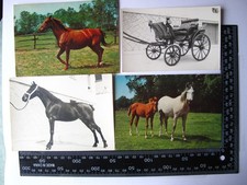Pferde - 12X alte Ansichtskarten / Postkarten AK-10