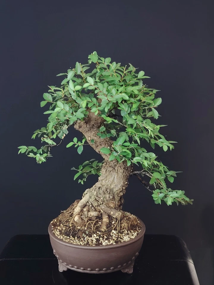 BONSAI Olmo Giapponese, 25 Anni. Japanese Elm, Ulmus Parvifolia, Japanulme - Immagine 4 di 4
