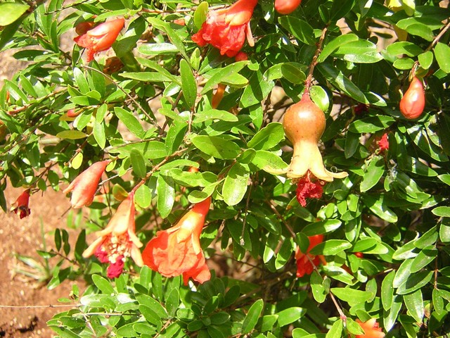 Punica Granatum V18 Melograno Nano Dwarf Pomegranate Plant Lunga Fioritura Ebay