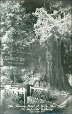 Redwood Highway, CA: Chimney Tree, Rocky Glen Court - California postcard