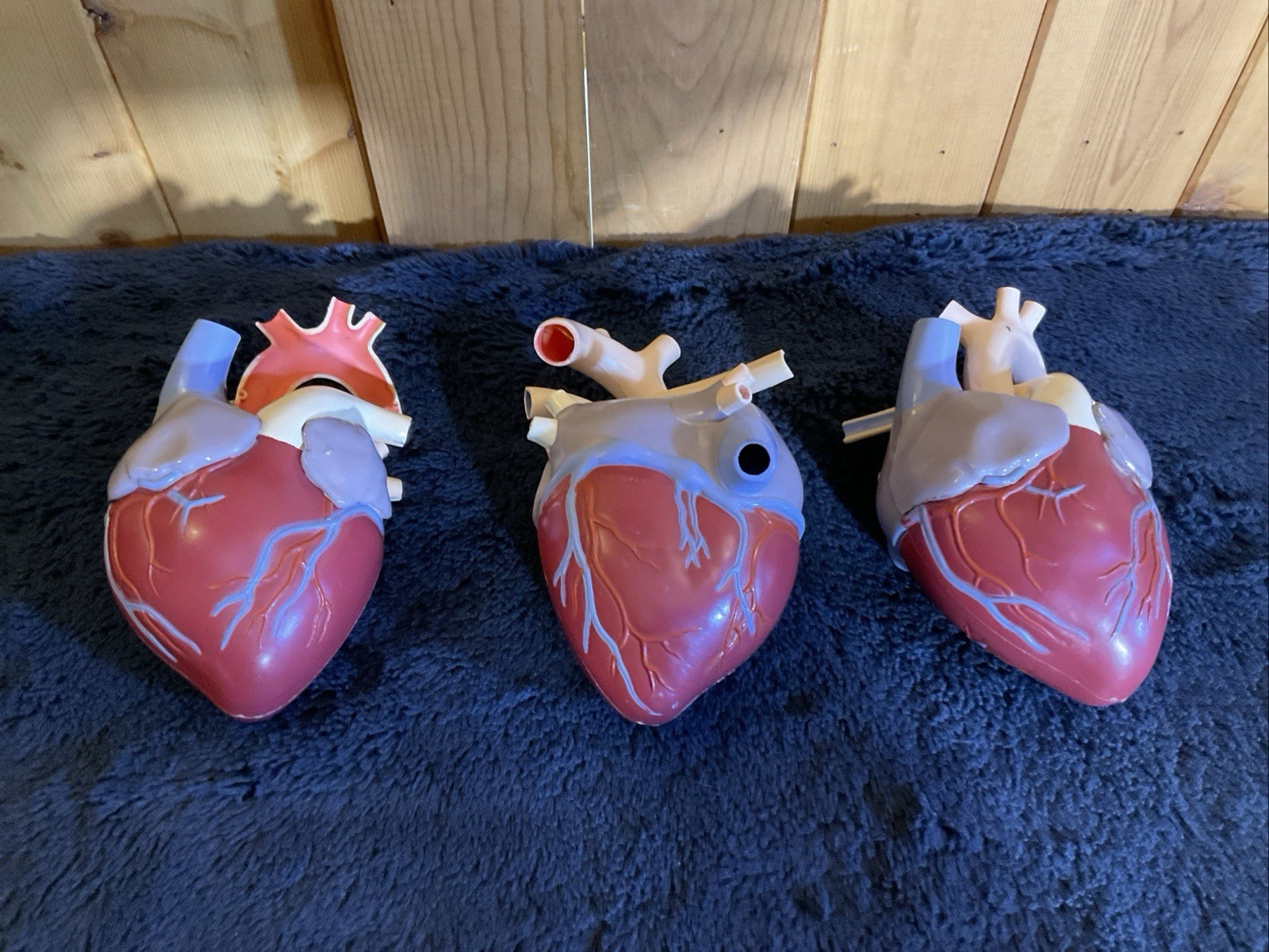 Vintage LOT OF 3 1959 MERCK Heart Pharmaceutical Anatomical model
