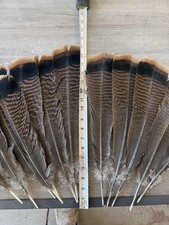 12 Turkey Tail Feathers 14-16+ long Eastern T...