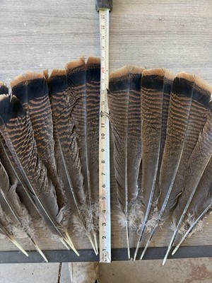 12 Turkey Tail Feathers 14-16''+ long Eastern Turkey Feathers